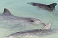 Indo-Pacific bottlenose female dolphin and cob at Shark Bay in Western Australia Royalty Free Stock Photo