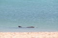 Indo-Pacific bottlenose female dolphin at Shark Bay in Western Australia Royalty Free Stock Photo
