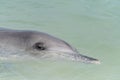 Indo-Pacific bottlenose female dolphin at Shark Bay in Western Australia Royalty Free Stock Photo