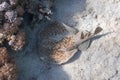 Indo-Pacific Panther Electric Ray Torpedo panthera In Red Sea. Dangerous Tropical Underwater Animal Burrowing In The Sand Royalty Free Stock Photo