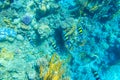 Indo-Pacific sergeant (Abudefduf vaigiensis), also known as the Sergeant major on coral reef in the Red sea Royalty Free Stock Photo