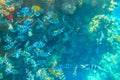 Indo-Pacific sergeant (Abudefduf vaigiensis), also known as Sergeant major on coral reef in the Red sea. School of fish Royalty Free Stock Photo