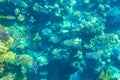 Indo-Pacific sergeant (Abudefduf vaigiensis), also known as the Sergeant major on coral reef in the Red sea Royalty Free Stock Photo