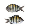 Indo-Pacific sergeant or Abudefduf vaigiensis fish isolated on w Royalty Free Stock Photo