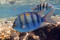 Indo-Pacific sergeant-Abudefduf vaigiensis fish in the sea water Royalty Free Stock Photo