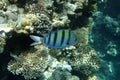 Close up of Sailfin Tang, a tropical reef fish. Royalty Free Stock Photo