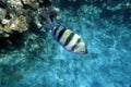 Indo-Pacific sergeant fish closeup in the red sea water Royalty Free Stock Photo