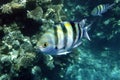 Indo-Pacific sergeant fish closeup in the sea water Royalty Free Stock Photo