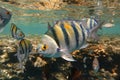 Indo-Pacific sergeant fish  in the Red sea Royalty Free Stock Photo