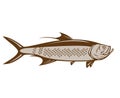 Indo-Pacific Tarpon or Oxeye Herring Side Retro Woodcut Style