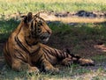 Indochina tiger lying in field