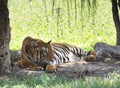 Indochina tiger lying on field