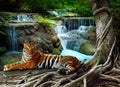 indochina tiger lying with relaxing under banyantree against beautiful pure nature limestone waterfalls use as green natural back Royalty Free Stock Photo