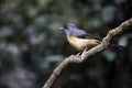 Indochinese Blue Flycatcher resting on tree branch
