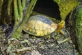 The Indochinese box turtle (Cuora galbinifrons) Royalty Free Stock Photo