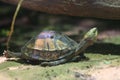 Indochinese box turtle