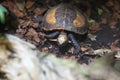 Indochinese box turtle