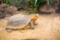 Indochinese box turtle