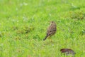 A Indochinese Bushlark on the field