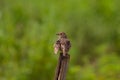 Indochinese Bushlark Mirafra erythrocephala