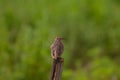 Indochinese Bushlark Mirafra erythrocephala