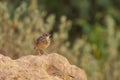 Indochinese Bushlark Mirafra erythrocephala