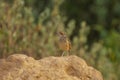 Indochinese Bushlark Mirafra erythrocephala