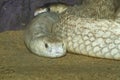 The Indochinese cobra snake close up head in the garden at thailand