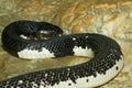 The Indochinese cobra snake in the garden at thailand