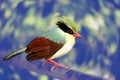 Indochinese Green Magpie