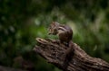 Indochinese ground squirrel on dry wood in park of Thailand