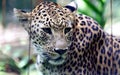 Indochinese leopard