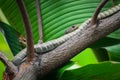 Indochinese rat snake Ptyas korros sleeping on branch of a tree in the forest