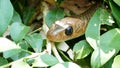 Indochinese rat snake Ptyas korros in tropical rain forest.