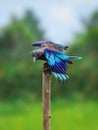 Indochinese roller Birds blue wings