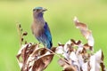 Indochinese roller,Coracias affinis(Coraciidae)Indian roller, Blue jay perched on a branch tree stump