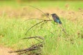 Indochinese roller,Coracias affinisCoraciidaeIndian roller, Blue jay