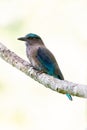 Indochinese Roller perching on a perch with blur pale green background