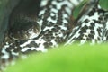 Indochinese spitting cobra Royalty Free Stock Photo