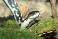 Indochinese spitting cobra Royalty Free Stock Photo