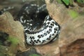 Indochinese spitting cobra Royalty Free Stock Photo