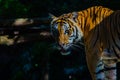 Indochinese tiger, or Corbett`s tiger, or Panthera tigris corbet Royalty Free Stock Photo