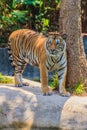 Indochinese tiger, or Corbett's tiger, or Panthera tigris corbet Royalty Free Stock Photo