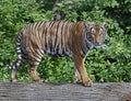 Indochinese tiger 3 Royalty Free Stock Photo