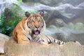 INDOCHINESE TIGER Panthera tigris corbetti Royalty Free Stock Photo