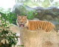 INDOCHINESE TIGER Panthera tigris corbetti Royalty Free Stock Photo