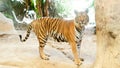 INDOCHINESE TIGER Panthera tigris corbetti Royalty Free Stock Photo
