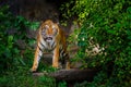Indochinese tiger Royalty Free Stock Photo