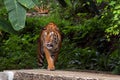 Indochinese Tiger walking from forest Royalty Free Stock Photo