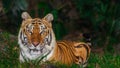 Indochinese tigerAmur tiger gazing at camera Royalty Free Stock Photo